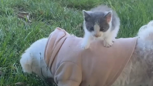 Illustration : "Un chaton grimpe sur le dos d'un chien promené par son maître qui comprend qu'il vient de trouver un ami pour la vie (vidéo)"