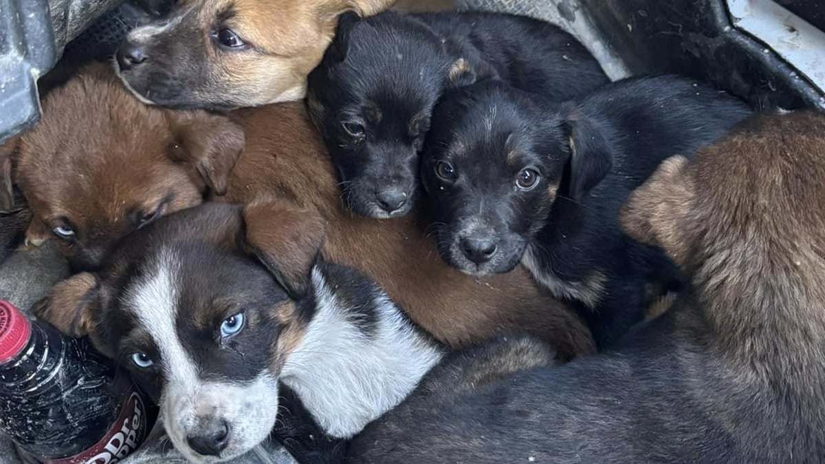 Illustration : "Des chiots abandonnés loin de tout voient passer un couple en buggy et saisissent cette opportunité unique de changer de vie"