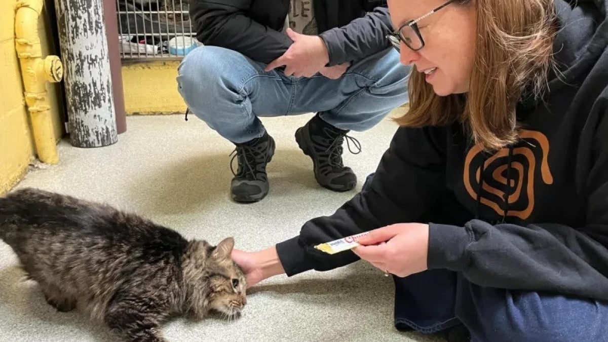 Illustration : "Après la lecture d’un article, une femme traverse les États-Unis pour adopter un chat à 3 pattes vivant en refuge"