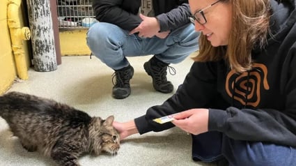 Illustration : Après la lecture d’un article, une femme traverse les États-Unis pour adopter un chat à 3 pattes vivant en refuge