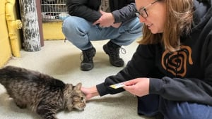 Illustration : "Après la lecture d’un article, une femme traverse les États-Unis pour adopter un chat à 3 pattes vivant en refuge"