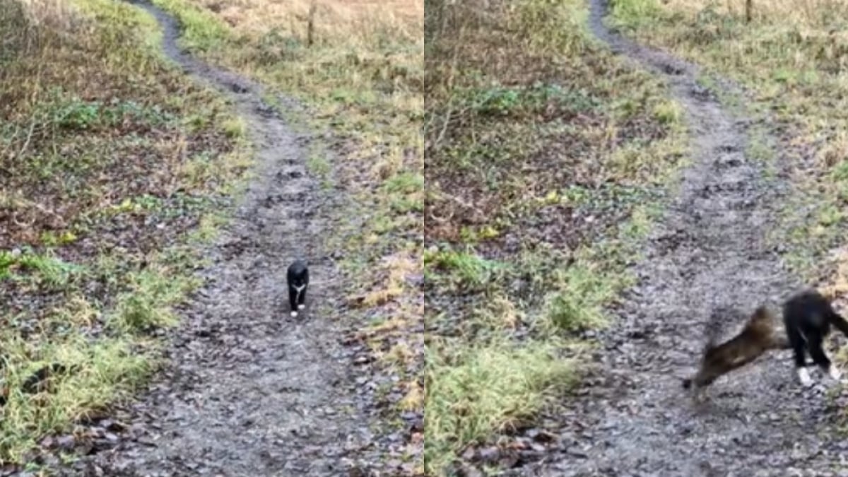 Illustration : "Un chat se cache derrière un buisson et attend sa sœur pour son jeu préféré (vidéo) "