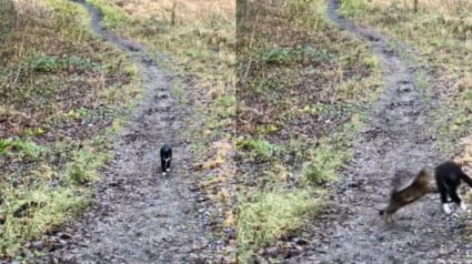 Illustration : Un chat se cache derrière un buisson et attend sa sœur pour son jeu préféré (vidéo) 