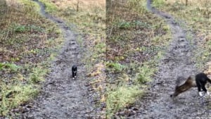 Illustration : "Un chat se cache derrière un buisson et attend sa sœur pour son jeu préféré (vidéo) "