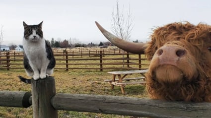 Illustration : Sur TikTok, un veau et un chat de ferme deviennent inséparables et nouent une magnifique amitié (vidéo)