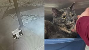 Illustration : Une chatte enceinte abandonnée devant un refuge se retourne désespérément dans son sac de transport avant sa découverte et son sauvetage