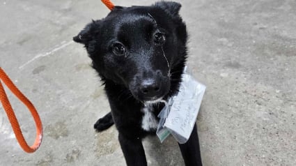 Illustration : Une chienne abandonnée sur un parking avec une note attachée à son collier est recueillie par un refuge qui a également un message pour son maître