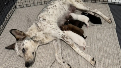 Illustration : Secourue d’un parc enneigé avec ses chiots, une chienne découvre enfin la chaleur d’un foyer