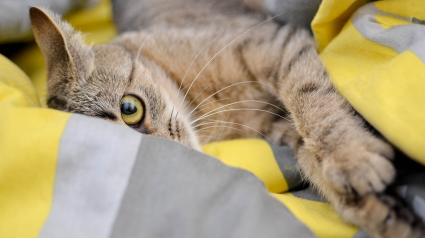 Illustration : Un chat s'étant échappé du camping-car de ses maîtres refait surface 4 ans plus tard et agit "comme s’il n’était jamais parti"