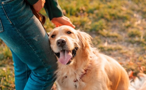 Paris Animal Show 2025, un rendez-vous unique pour les amoureux des animaux entre découvertes, immersion et activités ludiques