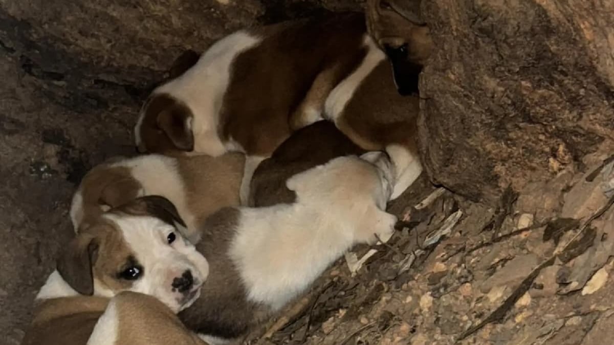 Illustration : "Pour protéger ses 11 chiots, une chienne les cache dans un tronc d’arbre avant un sauvetage digne d'un film"