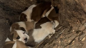 Illustration : "Pour protéger ses 11 chiots, une chienne les cache dans un tronc d’arbre avant un sauvetage digne d'un film"