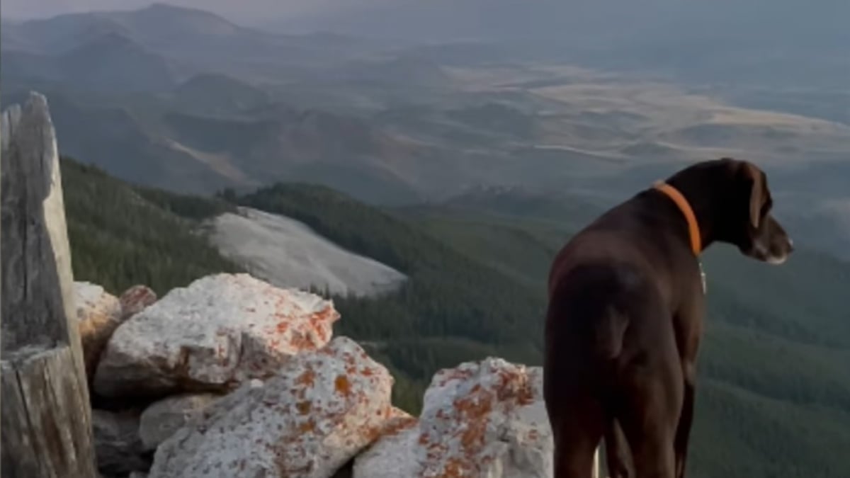 Illustration : "Depuis leur tour d’observation, un chien sénior et sa propriétaire protègent la nature des incendies (vidéo)"