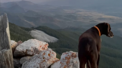 Illustration : Depuis leur tour d’observation, un chien sénior et sa propriétaire protègent la nature des incendies (vidéo)