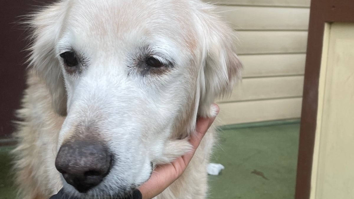 Illustration : "Un chien sénior découvert seul dans la rue retrouve rapidement sa famille grâce à un bon samaritain et la police"