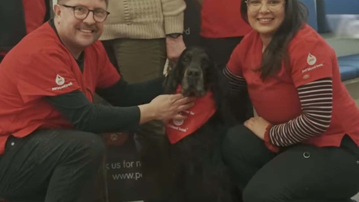 Illustration : "Ce Setter Gordon ayant sauvé plus de 160 chiens grâce à ses dons de sang est en lice pour un prix prestigieux"