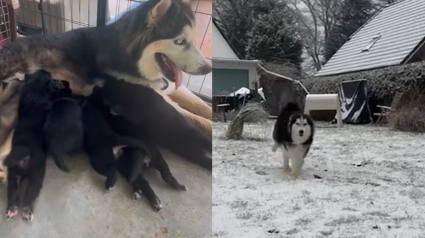 Illustration : Ce Husky, qui souffrait de la chaleur en Thaïlande, découvre la neige pour la première fois (vidéo)