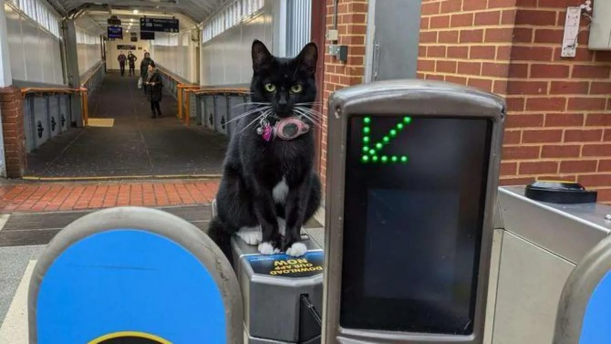 Illustration : "Après avoir pris le train, ce chat se retrouve à plus de 28 kilomètres de sa maison !"