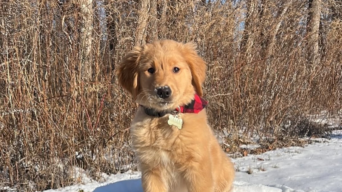 Illustration : "Cet adorable Golden Retriever ressemble à s’y méprendre à un célèbre personnage de la saga Harry Potter (vidéo)"