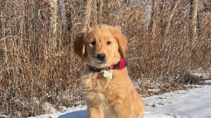 Illustration : Cet adorable Golden Retriever ressemble à s’y méprendre à un célèbre personnage de la saga Harry Potter (vidéo)