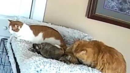 Illustration : Recueillie après une vie d’errance, cette chatte reçoit un accueil émouvant de ses nouveaux compagnons (vidéo)