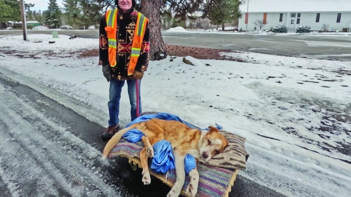 Illustration : "Ce chien est trop âgé pour marcher, mais son maître et ami depuis 15 ans tient à le promener quotidiennement quoi qu'il arrive"