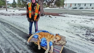 Illustration : "Ce chien est trop âgé pour marcher, mais son maître et ami depuis 15 ans tient à le promener quotidiennement quoi qu'il arrive"