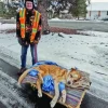 Illustration : Ce chien est trop âgé pour marcher, mais son maître et ami depuis 15 ans tient à le promener quotidiennement quoi qu'il arrive