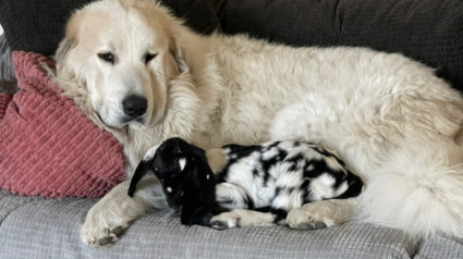 Illustration : Une chienne Patou devient la protectrice et la mère d’une jeune chèvre orpheline (vidéo) 