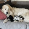 Illustration : Une chienne Patou devient la protectrice et la mère d’une jeune chèvre orpheline (vidéo) 