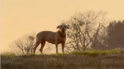 Illustration : Une chienne coincée sur le terre-plein central d'une autoroute attire l'attention de bénévoles qui prennent tous les risques pour la sauver