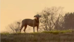 Illustration : Une chienne coincée sur le terre-plein central d'une autoroute attire l'attention de bénévoles qui prennent tous les risques pour la sauver