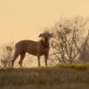 Illustration : Une chienne coincée sur le terre-plein central d'une autoroute attire l'attention de bénévoles qui prennent tous les risques pour la sauver