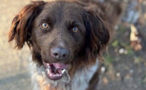 Derrière les barreaux du refuge, un chien pleure son abandon et espère une famille pour la vie