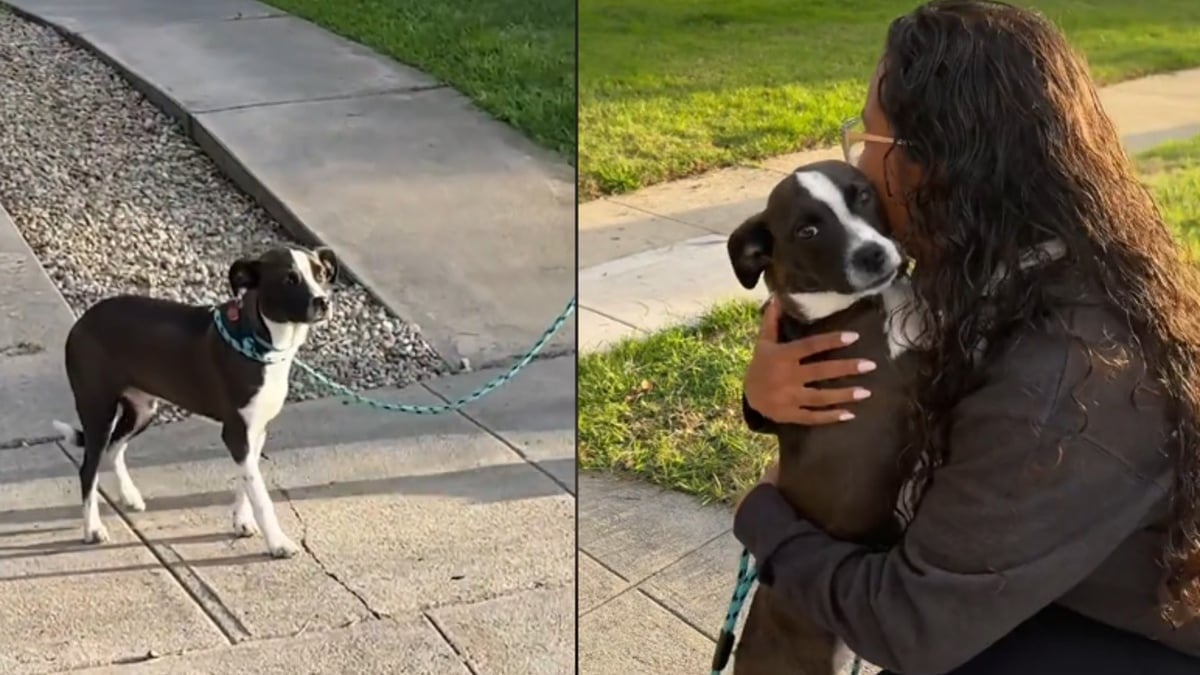 Illustration : "La réaction touchante d'un chien retrouvant sa mère d'accueil après en avoir été séparée pendant 4 jours (vidéo)"