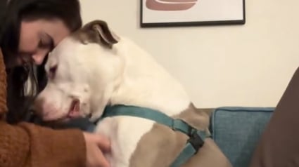 Illustration : Une femme montre le véritable visage de son Pitbull, abandonné 4 fois par le passé 