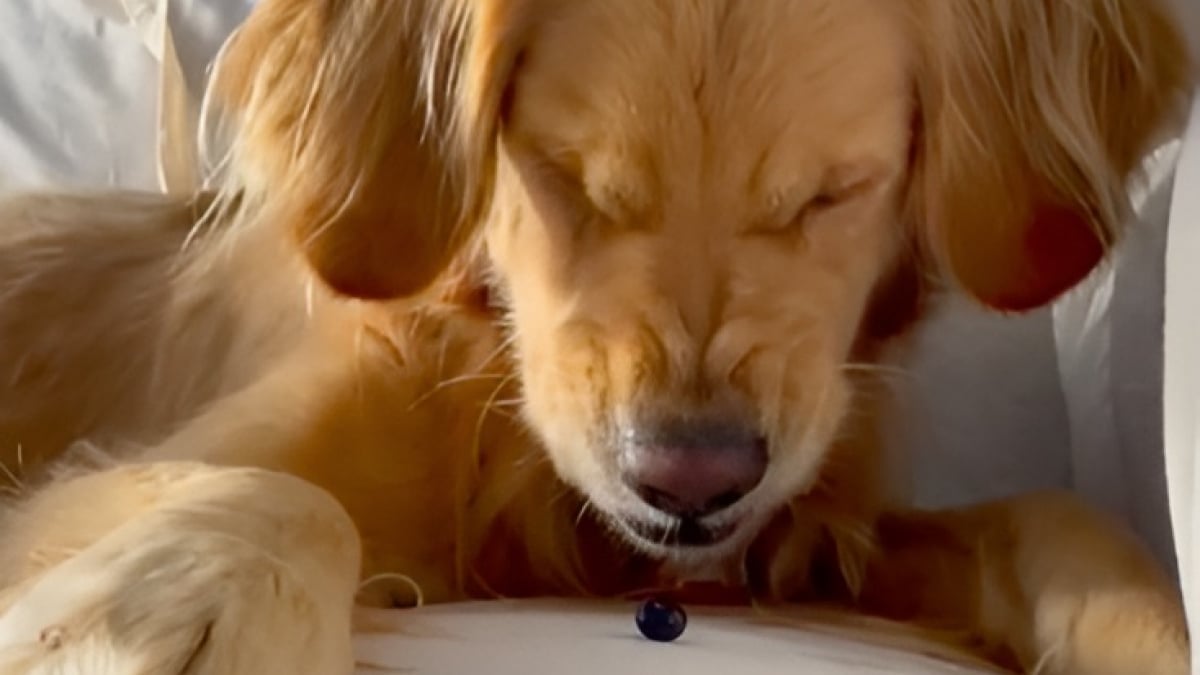 Illustration : "Cette femelle Golden Retriever voit une myrtille pour la première fois et ne semble pas du tout apprécier l’expérience… (vidéo)"