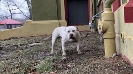 Illustration : Un chien abandonné sous la pluie, enchaîné et apeuré, attire l'attention des passants qui passent à l'action (vidéo)