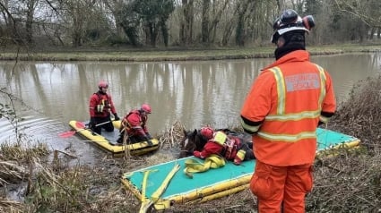 Illustration : Un cheval retrouvé en détresse dans un canal oblige les pompier à déployer les grands moyens pour le sauver