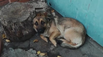 Illustration : La police sauve 15 chiens détenus dans des conditions déplorables et suspecte la propriétaire d'organiser des combats canins