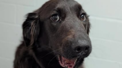 Illustration : Un passant bienveillant porte secours à un chien sur lequel des enfants jetaient des pierres