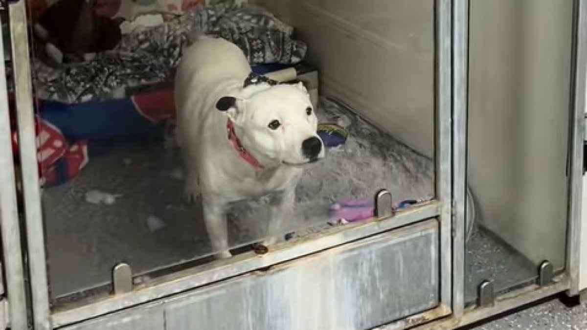 Illustration : "5 ans après avoir vu ses chiots quitter le refuge les uns après les autres, la chance de cette chienne finit par tourner  (vidéo)"