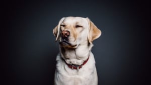 Illustration : 12 expressions faciales que les chiens ont l’habitude de faire pour communiquer avec nous