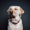 Illustration : 12 expressions faciales que les chiens ont l’habitude de faire pour communiquer avec nous