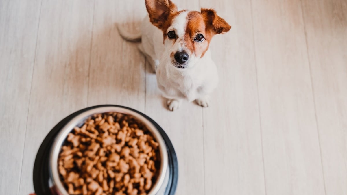 Illustration : "Croquettes pour chien fabriquées en France : traçabilité et excellence nutritionnelle"