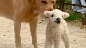 Illustration : "Rejeté par ses congénères, ce petit agneau trouve enfin l’amour dont il a besoin auprès d’un chien ! (vidéo)"