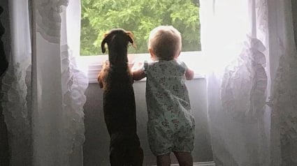 Illustration : 20 photos hilarantes qui prouvent que la vie avec un chien est une aventure quotidienne