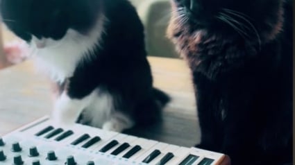 Illustration : Toujours près d’un clavier, ces 2 chats ont gagné une belle notoriété sur la Toile avec leur style musical innovant (vidéo)