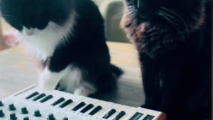 Illustration : "Toujours près d’un clavier, ces 2 chats ont gagné une belle notoriété sur la Toile avec leur style musical innovant (vidéo)"