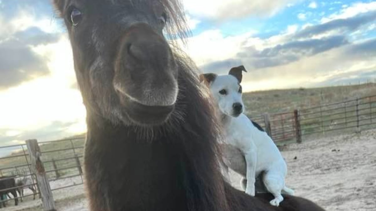 Illustration : "Ce poney adore porter son meilleur ami canin pour faire des balades et du saut"